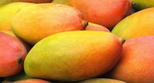 Buy Fresh Mangoes from Distributors in Mexico to Relish Easy to Made Mango Dishes