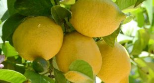 Organic Lemon Distributor in Mexico City