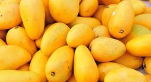 purchase fresh mangoes from licensed suppliers in Mexico