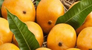 Buy Online Mangoes from Mexican Suppliers