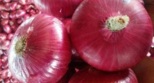 Onion Suppliers Supply Different Varieties of Onions at Reasonable Rates