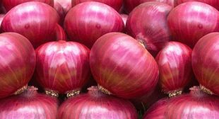 Best quality Onion suppliers from reputed store