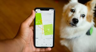 Whistle GO Explore Review: A Smart Pet Tracker