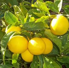 Mexico based Lemon suppliers at wholesale prices