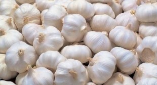 High quality Garlic suppliers from online store