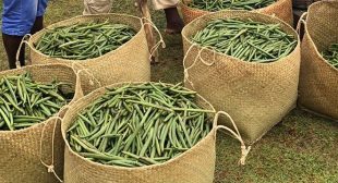 Place order online Vanilla beans at affordable prices range