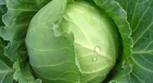 Best quality cabbage suppliers from online store