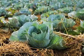 Place order cabbage from online suppliers