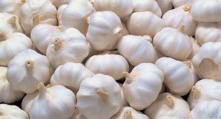 Buy organic Garlic suppliers at affordable rates