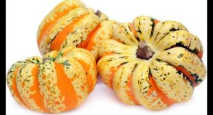 High quality Organic squash distributors at wholesale prices