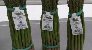 Interesting Facts about Asparagus along with its Cooking Techniques and Recipes