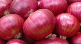 Get Price and Quality Benefits by Purchasing Onions from Onion Distributors