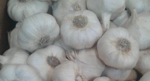 Buy  Hardneck and Softneck Variety of Garlic from Professinal Suppliers