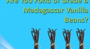 Varieties of Vanilla beans at wholesale prices from online store