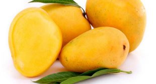 Purchase Fresh Mangoes from Suppliers in Mexico to Obtain Skin, Hair and Health Benefits