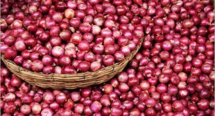 Find Online Fresh Onion Suppliers in Mexico