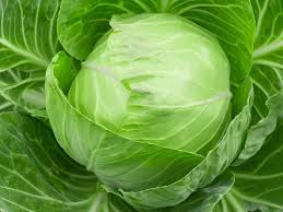 Premium Quality Fresh Cabbage Suppliers in Mexico