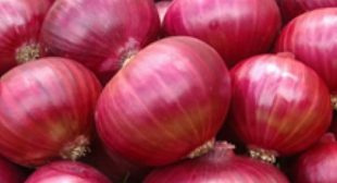 High quality organic onions Suppliers from reputed store