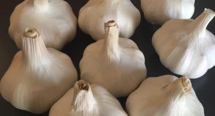 Easy-to-Follow Tips to Start a Profitable Garlic Growing Business