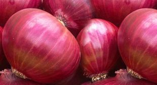 Onion Distributors Deal with All Kinds of Onions Suitable for Preparing Curries & Pickles