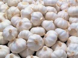Purchase Garlic from Professional Suppliers for Growing in your Garden