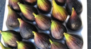 Grow Fig Trees in Container with These Useful Tips